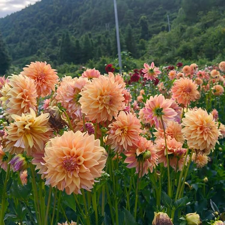 Heirloom Dahlia Flower Seeds for Planting 100 pcs
