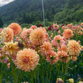 Heirloom Dahlia Flower Seeds for Planting 100 pcs