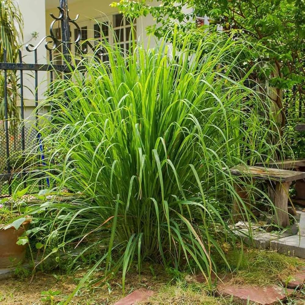 Lemongrass Seeds for Herb Gardens, Raised Beds, Containers & Outdoor Growing