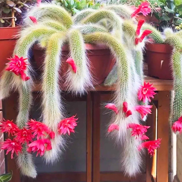 Cleistocactus Colademononis Flower Planting Seeds for Garden NON GMO Seeds
