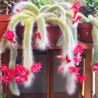Cleistocactus Colademononis Flower Planting Seeds for Garden NON GMO Seeds