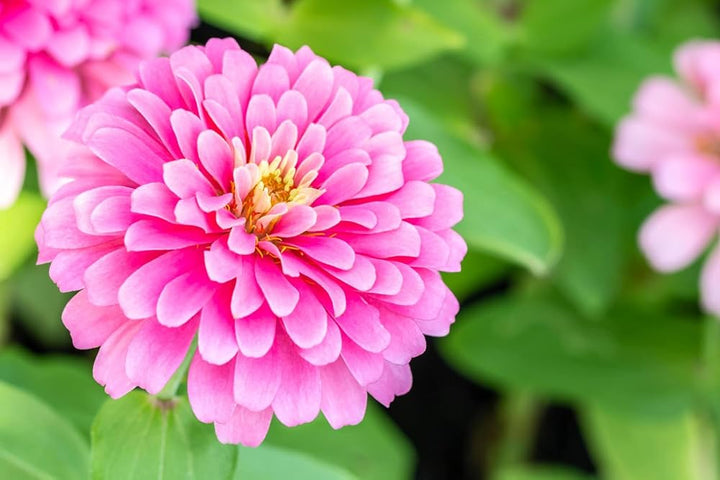 Zinnia Flower Seeds for Planting ƒ?? Light Pink Blooms, Non-GMO, Heirloom Seeds