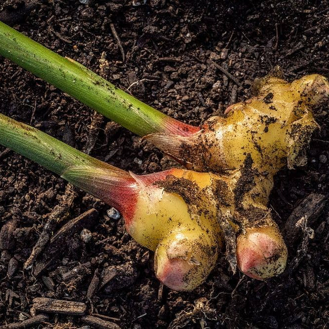Perennial Ginger Seeds for Planting Green - NON GMO Seeds