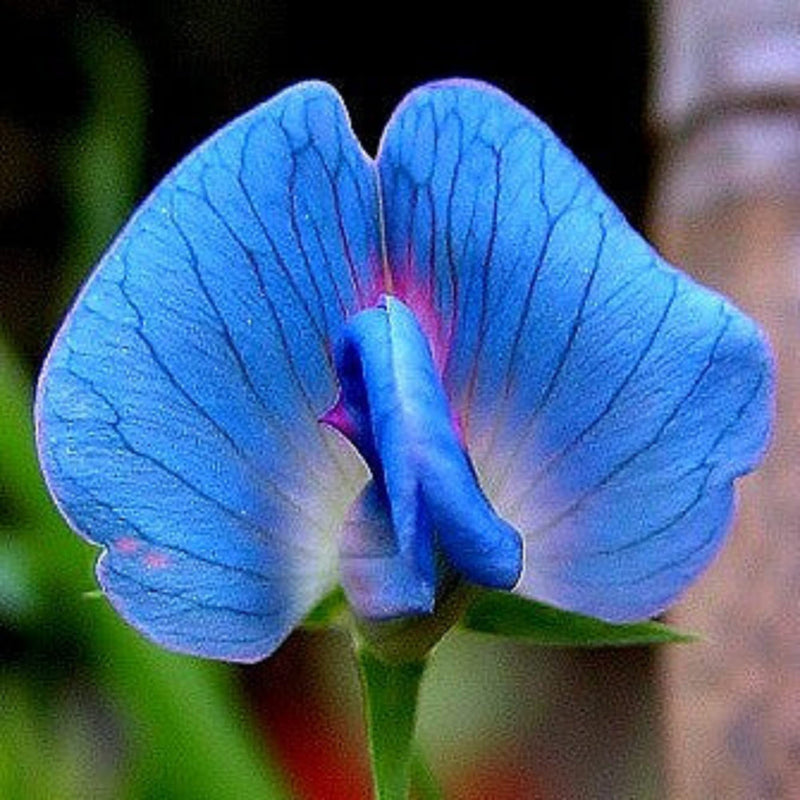 Heirloom Non-GMO Lathyrus Sativus Flower Seeds for Planting – Hardy Fragrant Garden Blooms