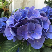 Heirloom Non-GMO Blue Climbing Geranium Flower Seeds for Planting â€“ Vibrant Vining Garden Blooms