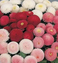 English Daisy Double Mix, Seeds, Elegant Cut Flower