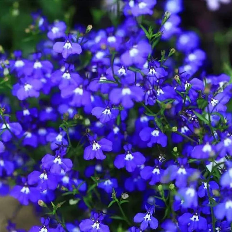 Blue Creeping Thyme Flower Seeds for Planting - NON GMO Seeds