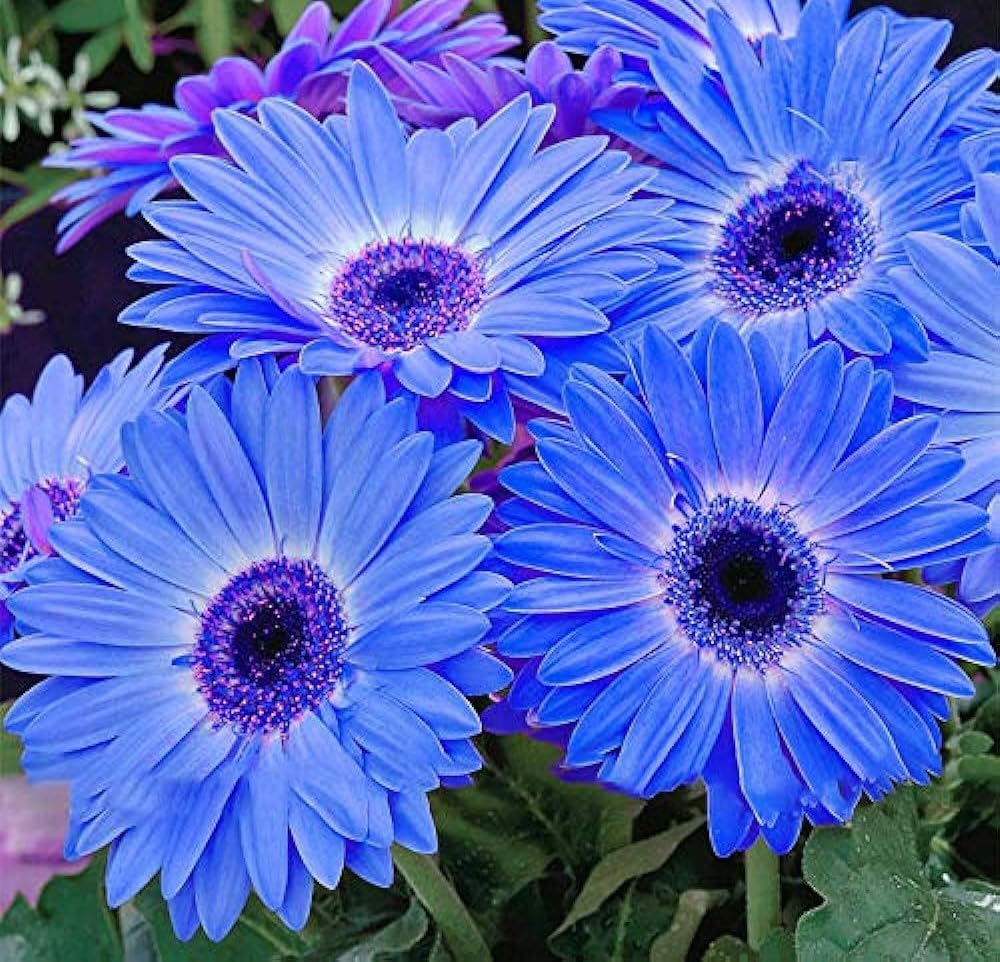 Blue Gerbera Daisy Flower Seeds for Planting – Heirloom Non-GMO Ornamental Flower Seeds for Home Gardens, Borders & Containers