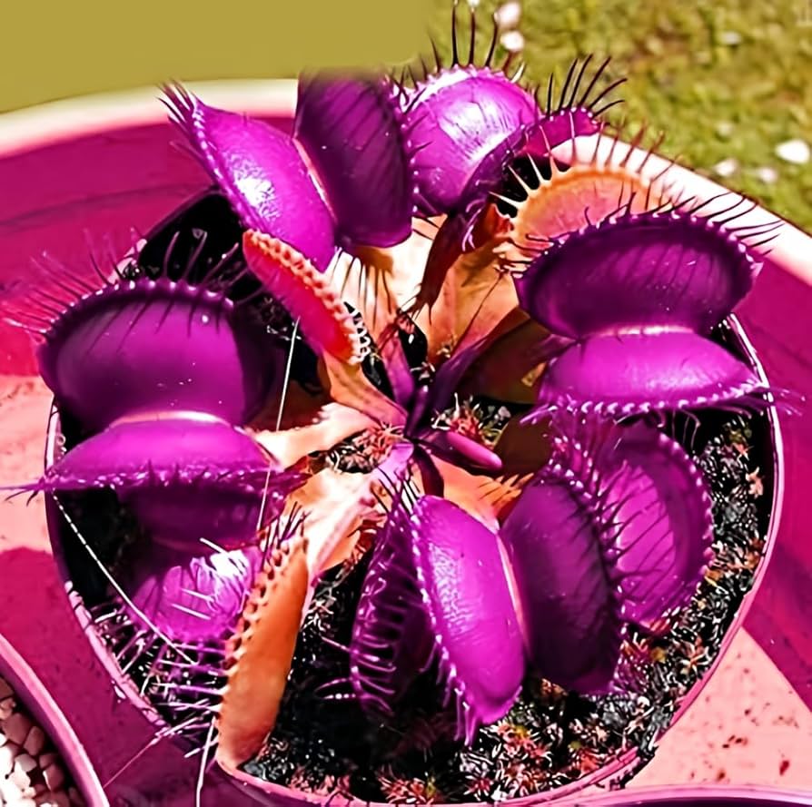 Purple Venus Flytrap ? Exotic Carnivorous Plant with Vibrant Purple Traps | Live Potted Dionaea Muscipula