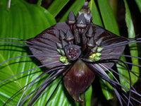 Heirloom Non-GMO Tacca Chantrieri Flower Seeds for Planting – Exotic Bat Flower Tropical Blooms - Non-GMO for planting in home garden