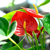 Red Anthurium Flower Seeds for Planting - Heirloom and Non-GMO garden seeds