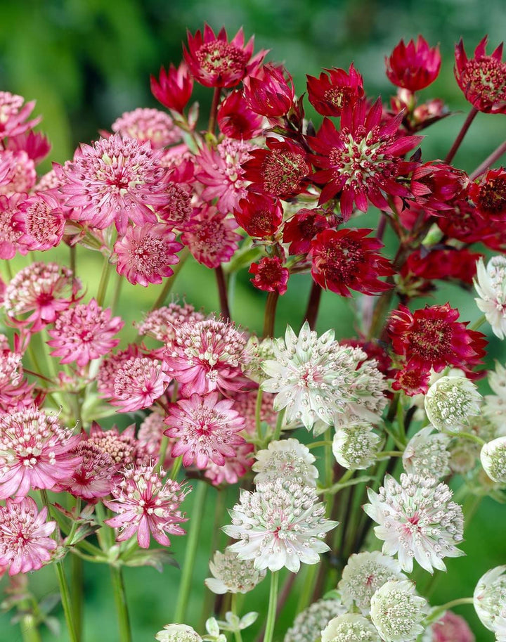 Mixed Astrantia Flower Seeds for Garden Planting ƒ?? Perennial Blooms for Borders & Landscaping