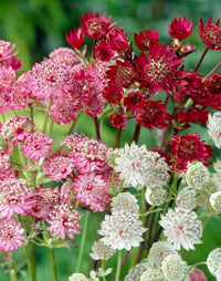 Mixed Astrantia Flower Seeds for Garden Planting ƒ?? Perennial Blooms for Borders & Landscaping
