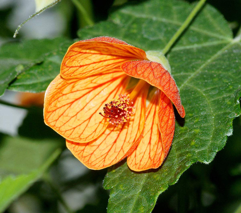 Heirloom Abutilon Flower Seeds, Non-GMO, Bell-Shaped Blooms for Garden Borders and Pots