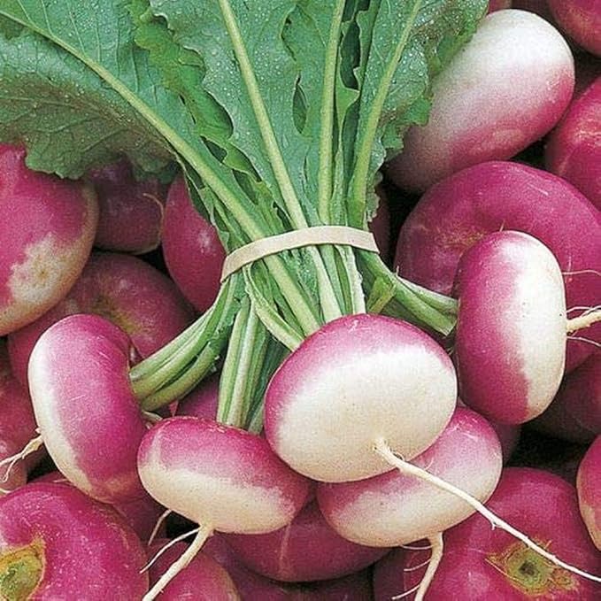 Turnip Salgam Brassica rapa for planting in kitchen garden