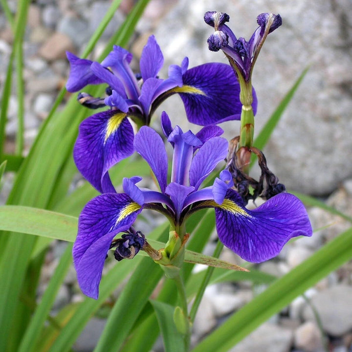 Flag Flower Seeds for Planting - NON GMO Seeds
