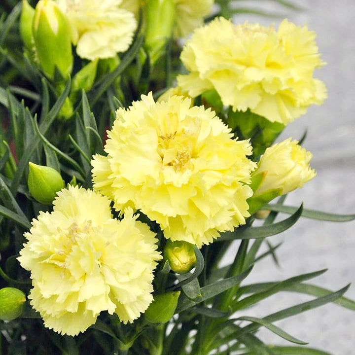 Yellow Carnation Flower Seeds – Non-GMO Seeds for Vibrant Garden Blooms