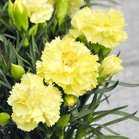 Yellow Carnation Flower Seeds ƒ?? Non-GMO Seeds for Vibrant Garden Blooms