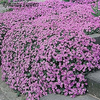 Purple Aubrieta Cascade Plant Seeds for Planting - NON GMO Seeds