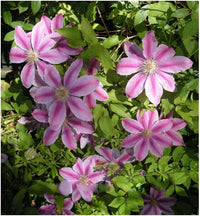 Heirloom Non-GMO Pink Clematis Hybrid Flower Seeds for Garden Planting – Vibrant Climbing Blooms