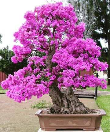 Heirloom Non-GMO Bonsai Tree Seeds for Planting – Miniature Ornamental Tree Seeds - Non-GMO for planting in home garden