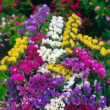 Organic Limonium Sinuatum Flower Seeds for Planting ƒ?? Heirloom, Non-GMO