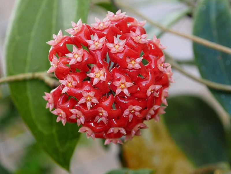 Carnosa Flower Seeds for Planting, Unique Texture, 100 pcs