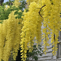 Light Yellow Crape Myrtle Tree Seeds for Planting - 100 pcs seeds for planting in home garden
