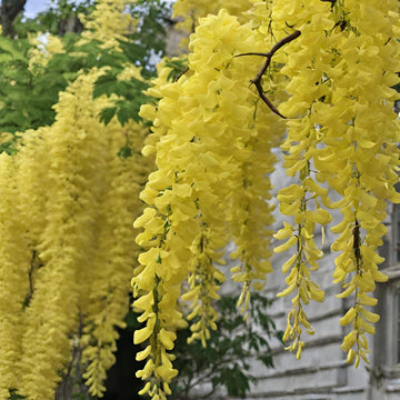 Light Yellow Crape Myrtle Tree Seeds for Planting - 100 pcs seeds for planting in home garden