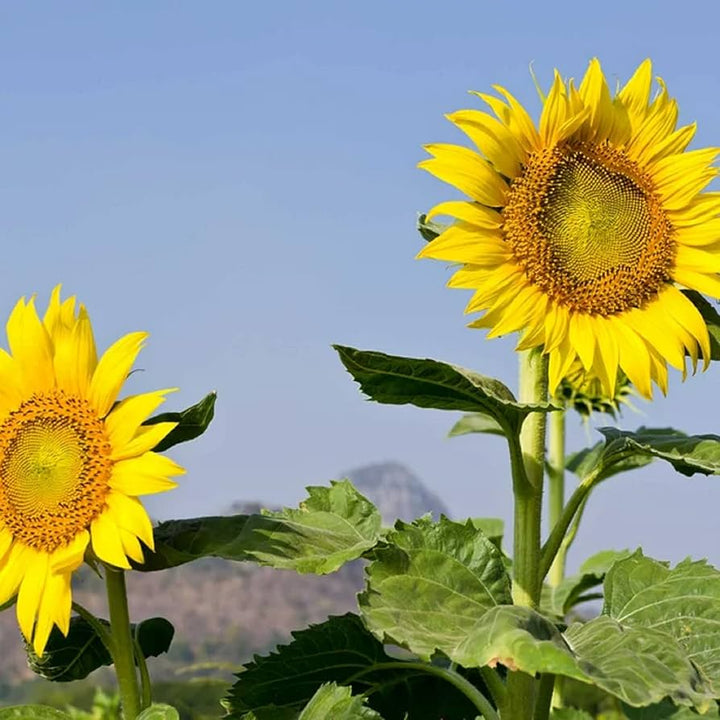 Sunzilla Sunflower Seeds â€“ Heirloom, Non-GMO Giant Sunflower Seeds for Planting Gardens