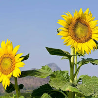 Sunzilla Sunflower Seeds â€“ Heirloom, Non-GMO Giant Sunflower Seeds for Planting Gardens