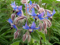 Borago Flower Seeds Mixed for Planting - 100 pcs