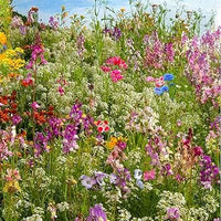 Heirloom Non-GMO Lavender Flower Seeds Mixed Colors for Garden Planting – Aromatic Floral Blend