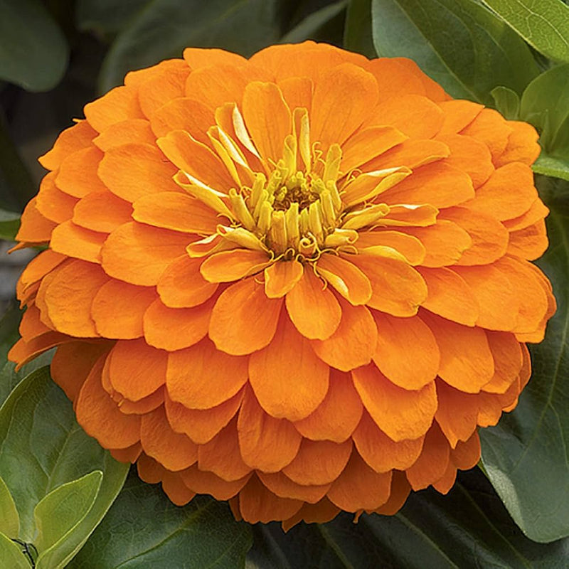 Organic Orange Plena Sinningia Flower Seeds for Planting – Heirloom, Non-GMO