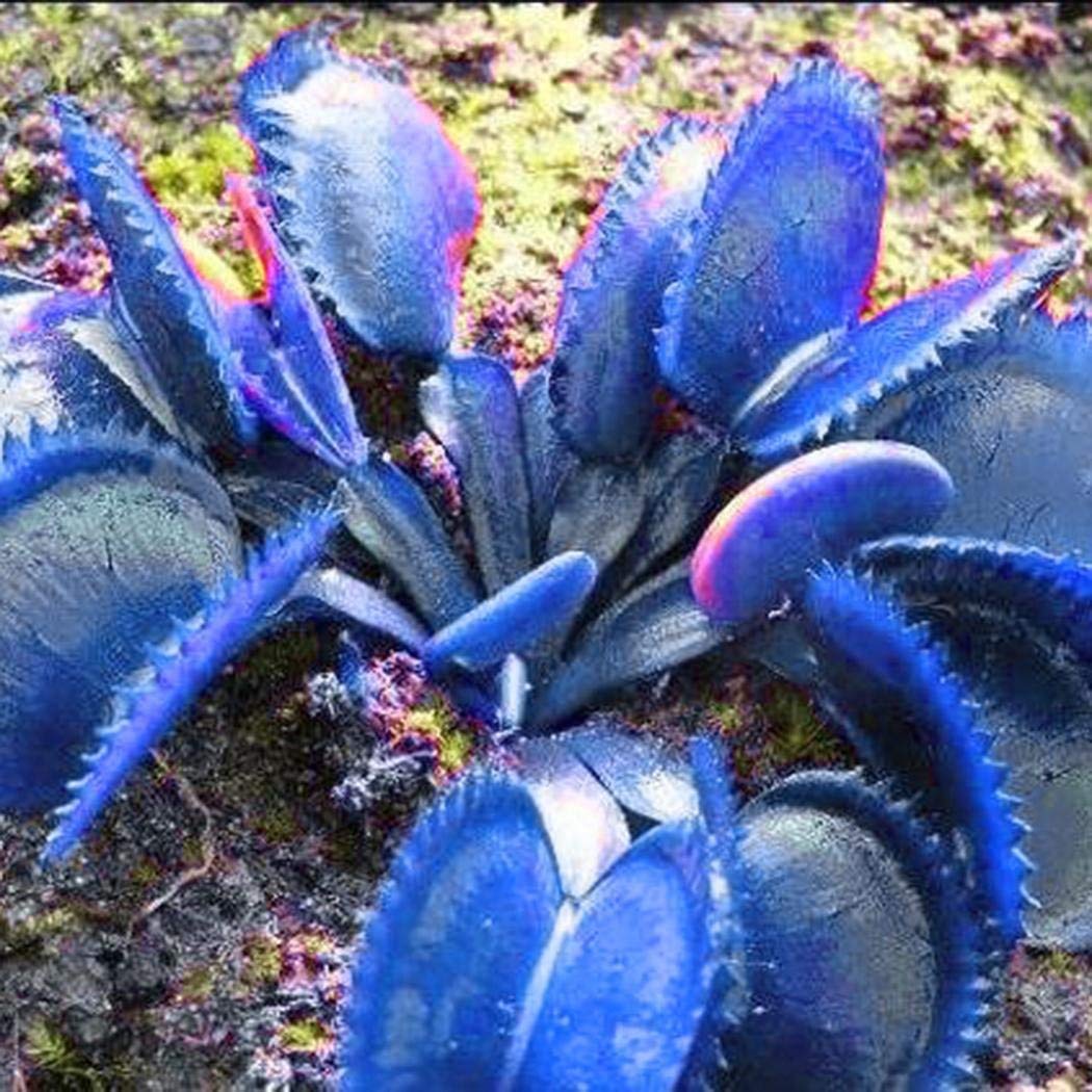 Heirloom Non-GMO Blue Venus Fly Trap Flower Seeds for Planting – Rare Carnivorous Plant Seeds