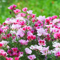 Mixed Godetia Flower Seeds for Planting, 100 pcs seeds for planting in home garden