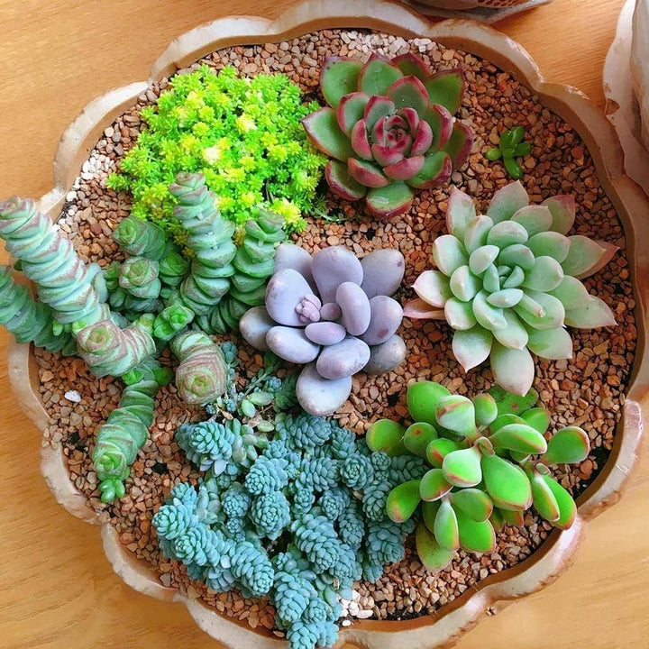 Mixed Schoenlandii Cereiformis Plant Seeds for Planting - 100 pcs