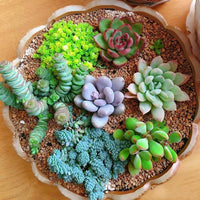 Mixed Schoenlandii Cereiformis Plant Seeds for Planting - 100 pcs