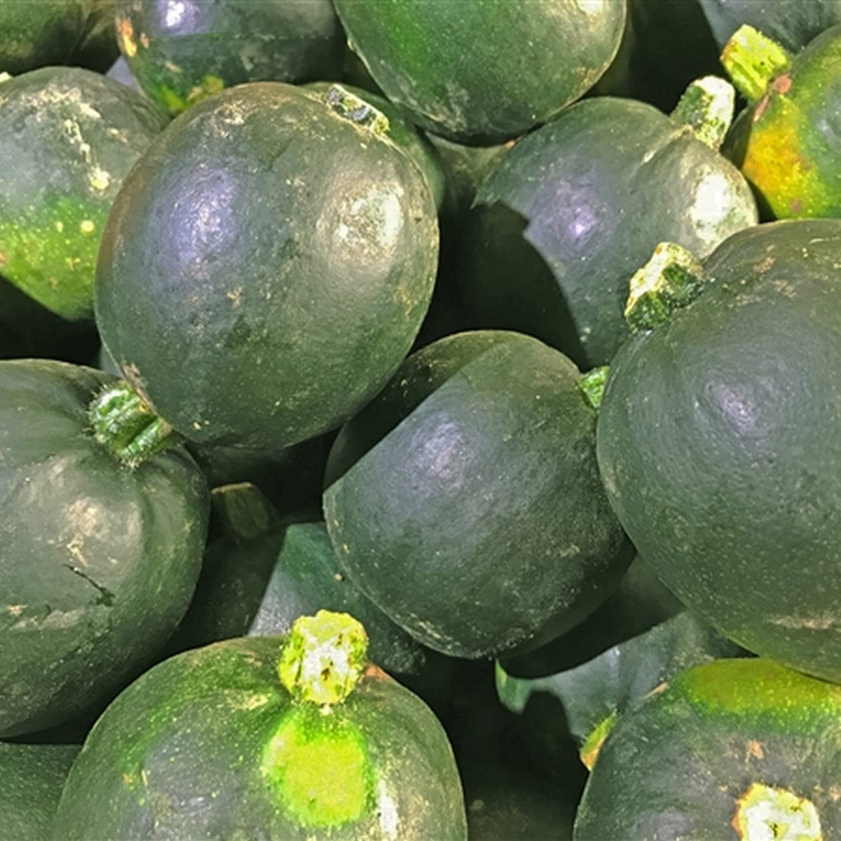 Gem Squash Vegetable Seeds for Planting - Heirloom and Non-GMO Garden Seeds