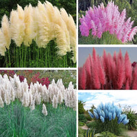 Mixed Color Pampas Grass Seed