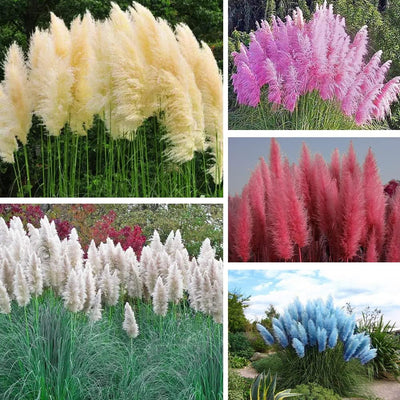 100 Pcs