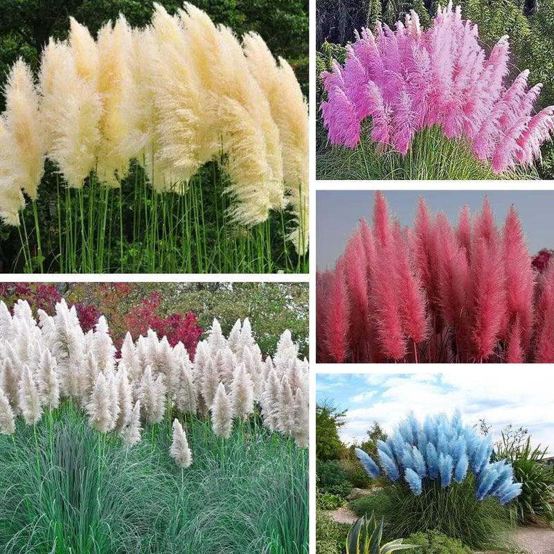 Mixed Color Pampas Grass Seed