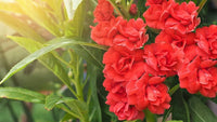 Heirloom Non-GMO Impatiens Carousel Flower Seeds for Planting – Colorful Shade-Loving Garden Blooms