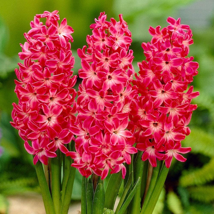 Red Hyacinth Flower Seeds for Planting - 100 pcs