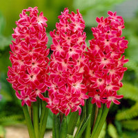 Red Hyacinth Flower Seeds for Planting - 100 pcs