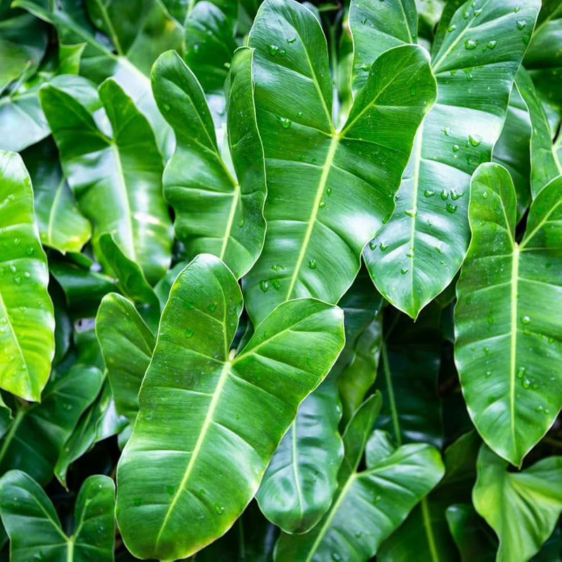Heirloom Philodendron Plant Seeds for Indoor or Garden Planting, Non-GMO, Lush Tropical Foliage