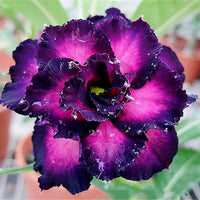 Heirloom Non-GMO Adenium Obesum Flower Seeds – Desert Rose Blooms for Garden