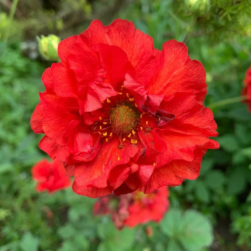 Geum Flower Seeds Heirloom Non GMO Planting - 100 pcs