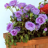 Violet Climbing Rose Heirloom Non-GMO Seeds for Planting