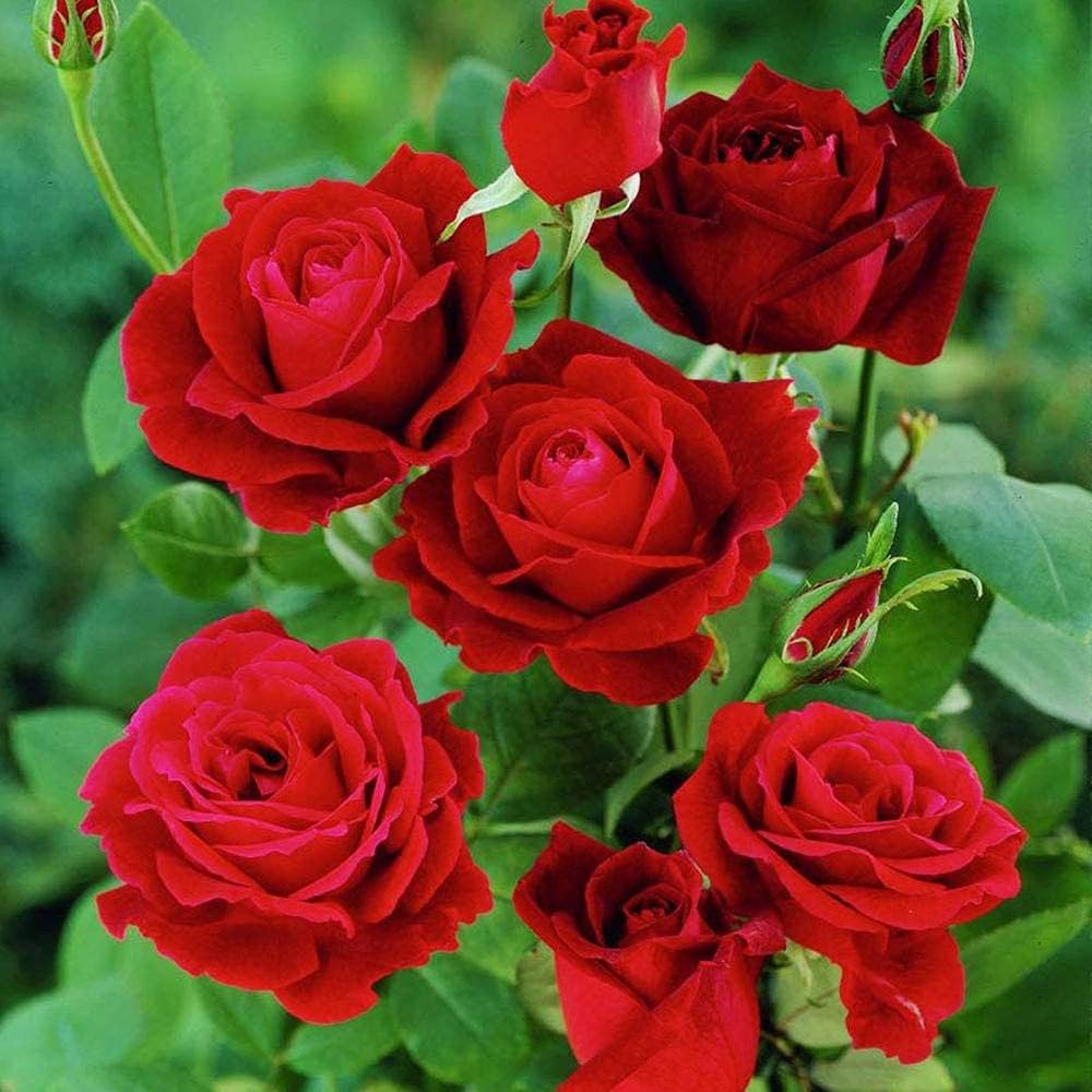 Canine Rose Flower Seeds for Planting – Heirloom, Non-GMO Seeds for Garden Blooms